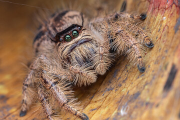Macro image of beautiful Female Jumping Spider Hyllus Giganteus in Sabah, Borneo - Hyllus Giganteus