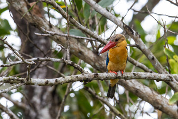 Nature wildlife image of Strok-billed kingfisher bird perching on tree branches