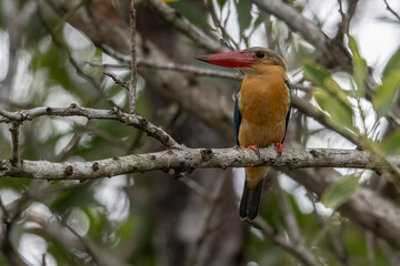 Nature wildlife image of Strok-billed kingfisher bird perching on tree branches