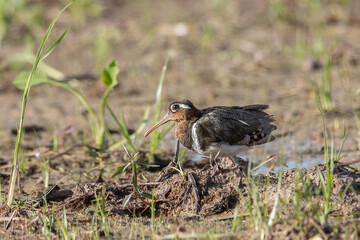 Nature wildlife image of greater painted-snipe bird at paddy filed