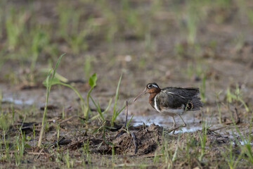 Nature wildlife image of greater painted-snipe bird at paddy filed