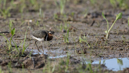 Nature wildlife image of greater painted-snipe bird at paddy filed