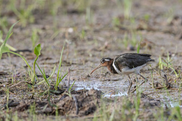 Nature wildlife image of greater painted-snipe bird at paddy filed