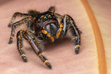 Macro image of beautiful Male Jumping Spider Hyllus Giganteus in Sabah, Borneo - Hyllus Giganteus