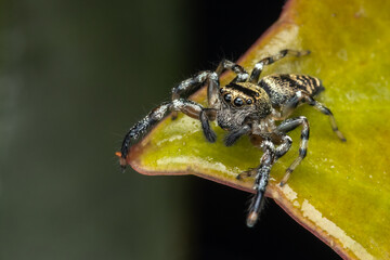 Beautiful and cute Jumping Spider on green leaves of Sabah, Borneo