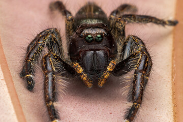 Macro image of beautiful Male Jumping Spider Hyllus Giganteus in Sabah, Borneo - Hyllus Giganteus