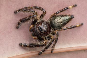 Macro image of beautiful Male Jumping Spider Hyllus Giganteus in Sabah, Borneo - Hyllus Giganteus