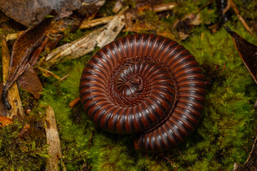 Macro image of Red Milipede Rolling On The Ground