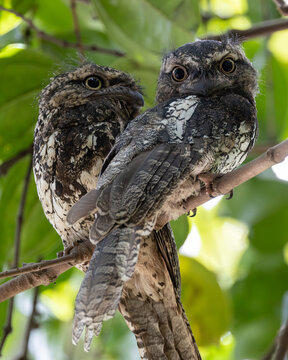 Nature wildlife image of lovely Couple Sunda Frogmouth resting on tree branch