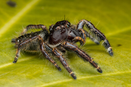 Macro image of beautiful Male Jumping Spider Hyllus Giganteus in Sabah, Borneo - Hyllus Giganteus