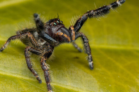 Macro image of beautiful Male Jumping Spider Hyllus Giganteus in Sabah, Borneo - Hyllus Giganteus