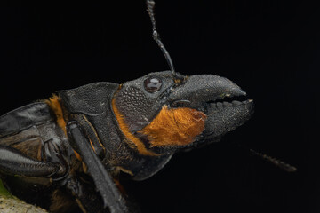 Macro image of Stag Beetle Odontolabis cypri is endemic to Borneo