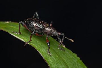Wildlife nature view of weevil on green leaves