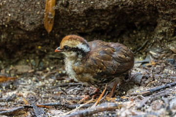 Nature wildlife of small chick of Red-breasted partridge also known as the Bornean hill-partridge...