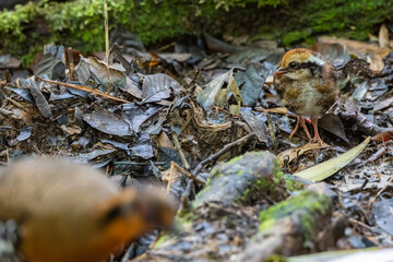 Nature wildlife of small chick of Red-breasted partridge also known as the Bornean hill-partridge...