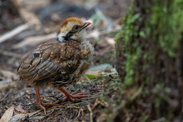 Nature wildlife of small chick of Red-breasted partridge also known as the Bornean hill-partridge It is endemic to hill and montane forest in Borneo