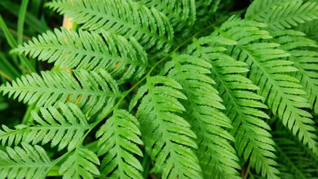 Pteris tremula Australian brake, tender brake, tender brakefern, shaking brake leaves close up