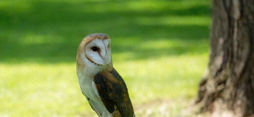Barn Owl lands on the grass 