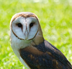 Barn Owl lands on the grass 