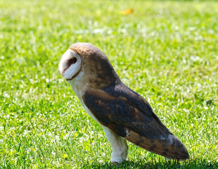Barn Owl lands on the grass 