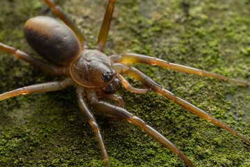 macro image of Beautiful Spider of Sabah, Borneo on ground