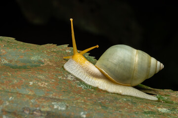 Macro image of beautiful green snail on deep rainforest jungle