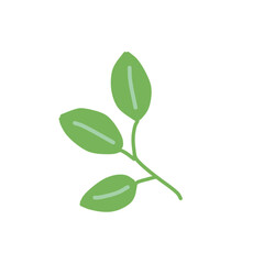 plant isolated on white