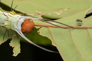 Macro image of beautiful caterpillar of Sabah, Borneo