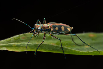 Macro image of beautiful Tiger Beetle insect