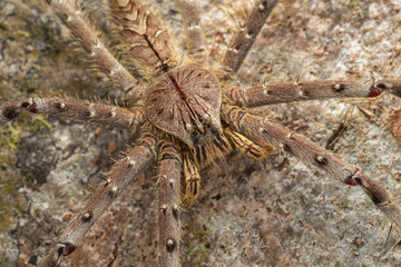 Nature view of Hunstman Spider on ground Sabah, Borneo