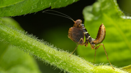 Macro image of Beautiful boxer mantis with green background at Sabah, Borneo