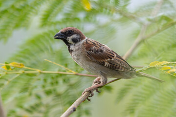 Meadow pipit bird with beautiful nature background