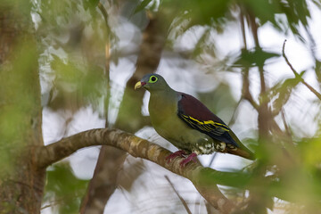 Beautiful Thick-billed Green-Pigeon bird perching on tree branches