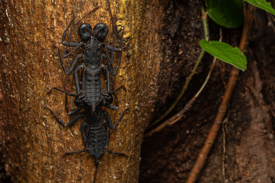Nature wildlife macro image of whip scorpion