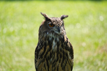 Falconry: Close up of Eurasian Eagle-Owl