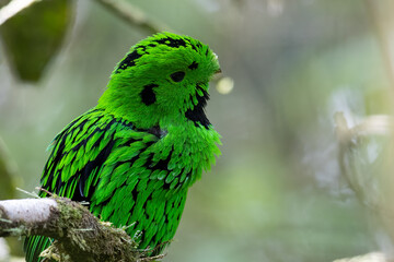 Nature wildlife image Whitehead's Broadbill bird endemic of Borneo