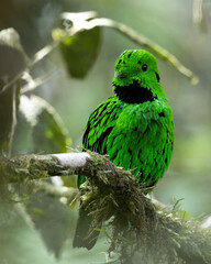 Nature wildlife image Whitehead's Broadbill bird endemic of Borneo