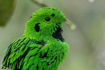 Nature wildlife image Whitehead's Broadbill bird endemic of Borneo