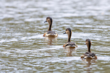 Nature wildlife of Wildlife whistling ducks chilling