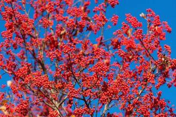rowan tree with red berry on branch and sky background