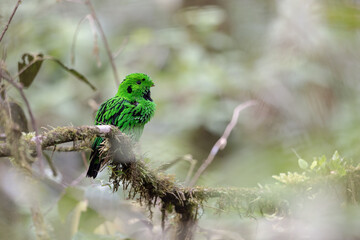 Nature wildlife image Whitehead's Broadbill bird endemic of Borneo