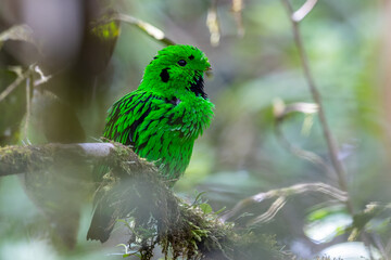 Nature wildlife image Whitehead's Broadbill bird endemic of Borneo