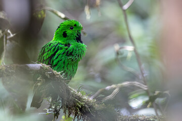 Nature wildlife image Whitehead's Broadbill bird endemic of Borneo