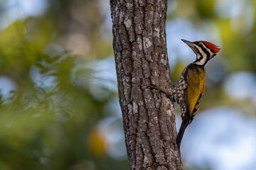 Nature wildlife of Common flameback woodpecker drilling bark tree finding food like insect in nature