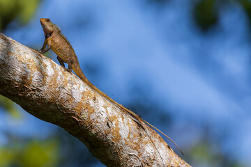 Nature wildlife of Oriental garden lizard