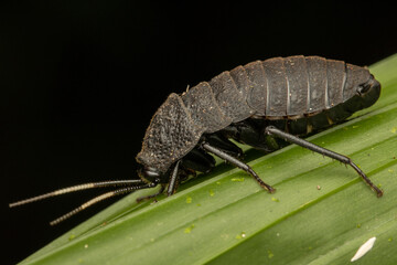 Macro image of beautiful catara rugosicollis on green leaf