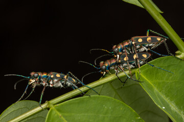 Macro image of beautiful Tiger Beetle insect