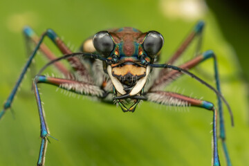 Macro image of beautiful Tiger Beetle insect