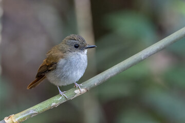 Nature wildlife image of Rufous-tailed flycatcher perching on tree branch