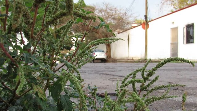 Some wild amaranth leaves blowing in the wind while a few cars drive by